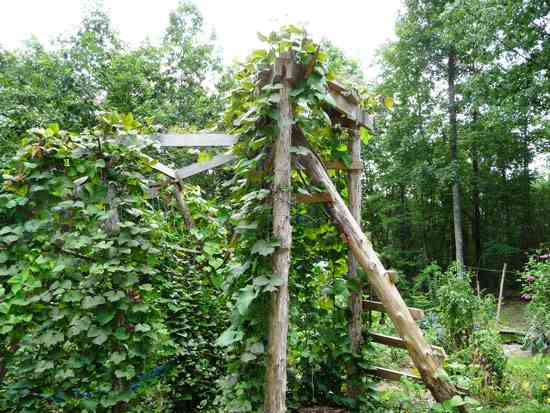 Vine spinach, gourds, hyacinth beans, and rice beans climbing a large trellis.